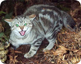 capturing feral cats