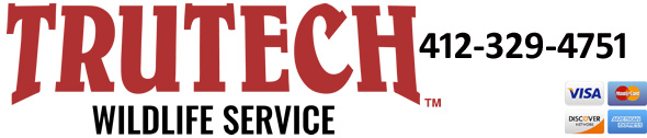 Beaver Wildlife Removal, Pest Animal Control PA - TruTech Wildlife Service
