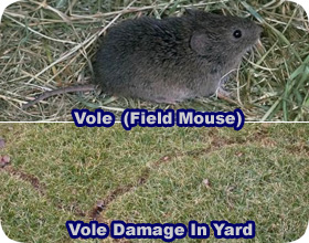 Field Mouse Vole Removal,Checkers Game Drawing