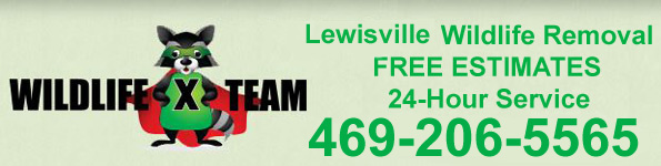 Lewisville Wildlife Removal, Pest Animal Control TX - Wildlife X Team